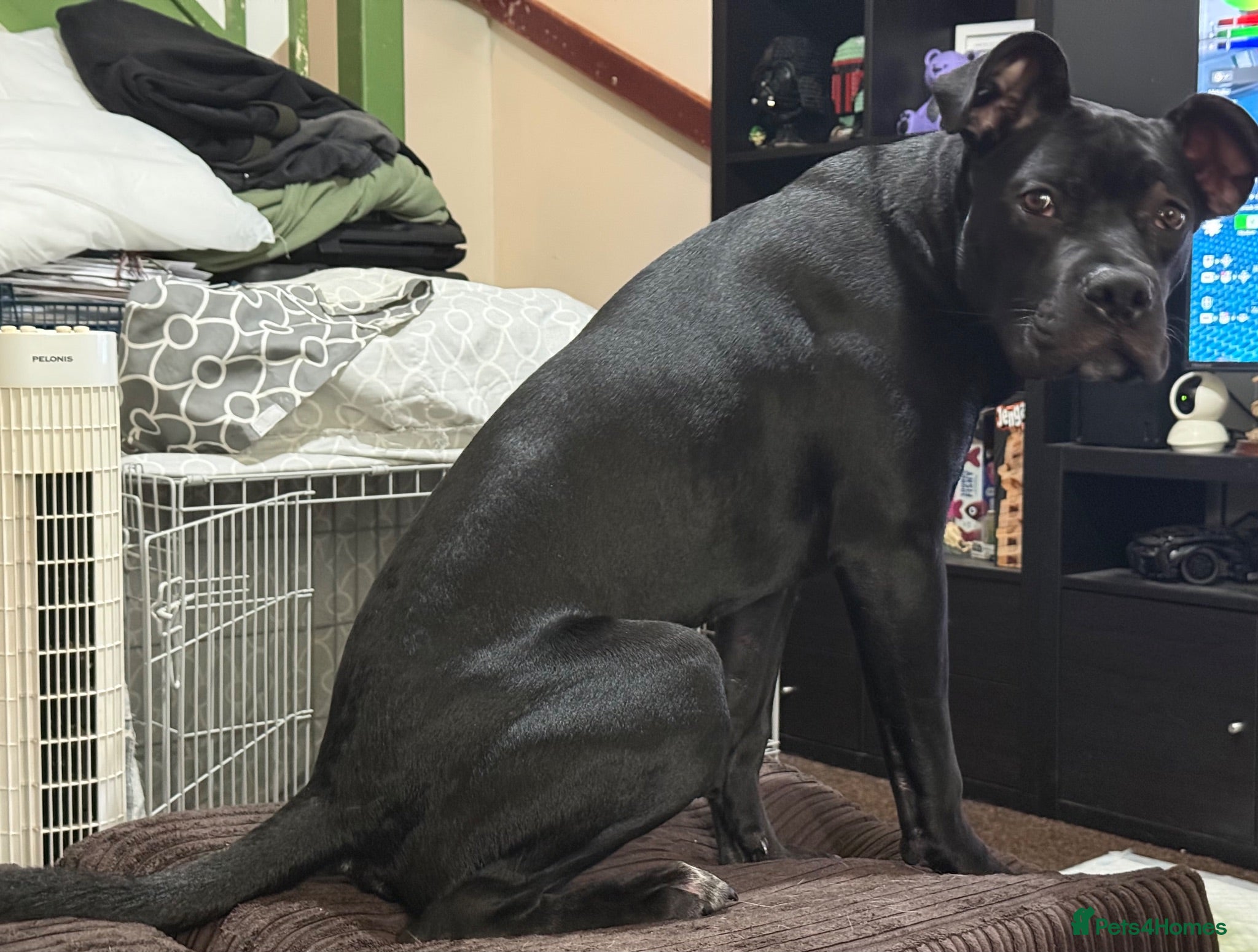 Mixed Breed dogs 9 month staffy cross  - Advert 2
