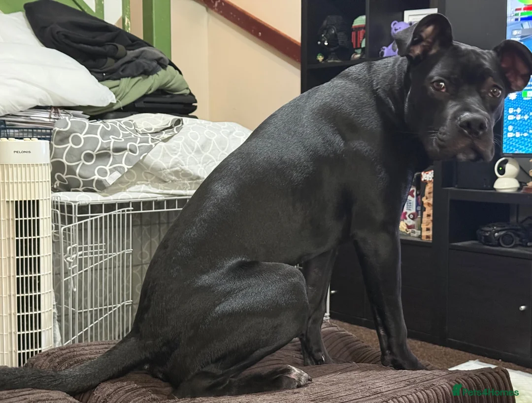 Mixed Breed dogs for sale: 9 month staffy cross  - Advert 1