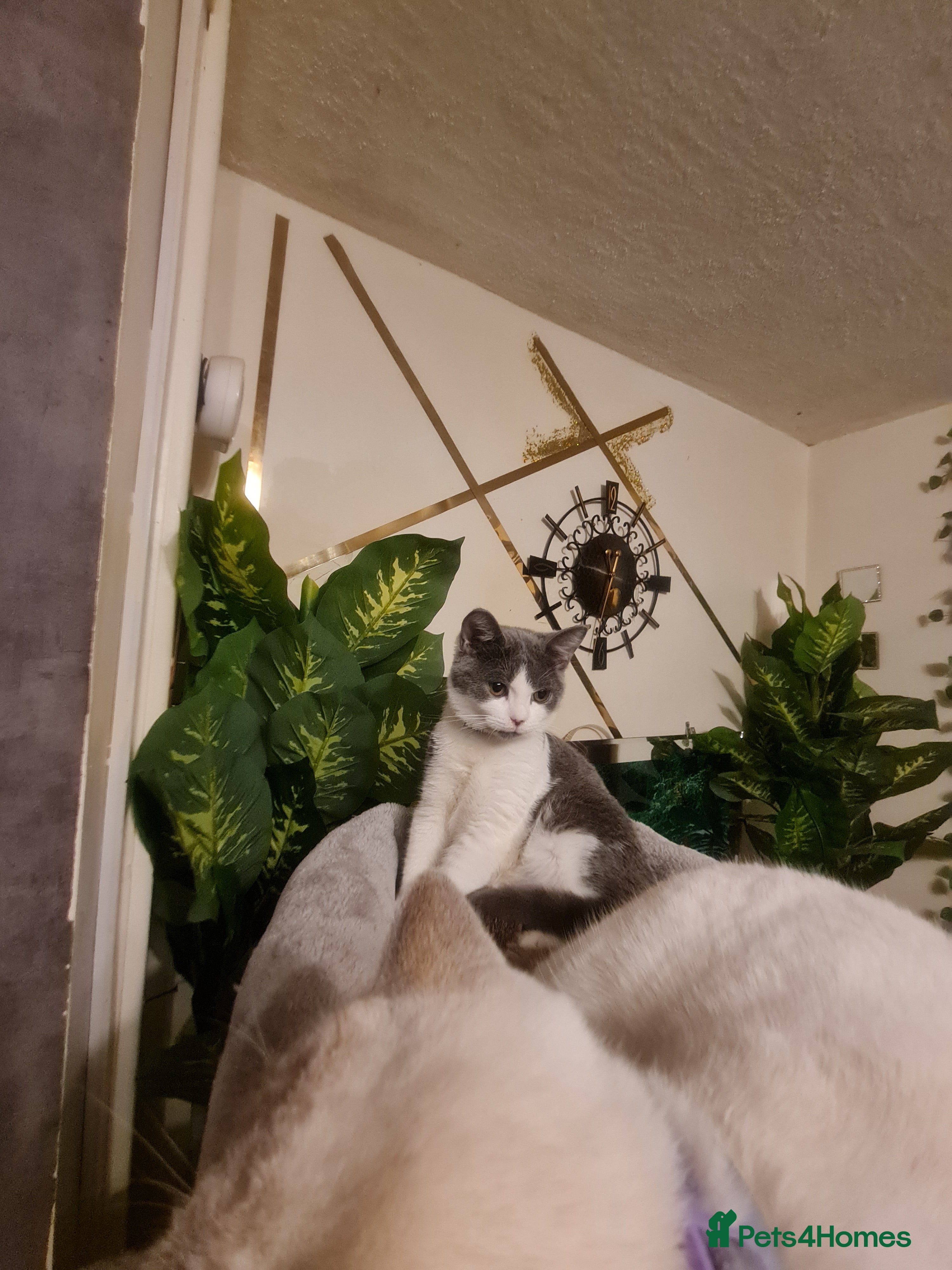 Mixed Breed cats Stunning  kittens looking  4 new home - Advert 13