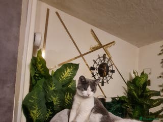 Mixed Breed cats Stunning kittens looking 4 new home - Advert 13