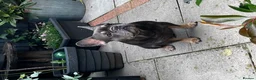 French Bulldog dogs for stud: 🐾💙 Vadar - French Bulldog 💙🐾 in Hereford - Advert 4
