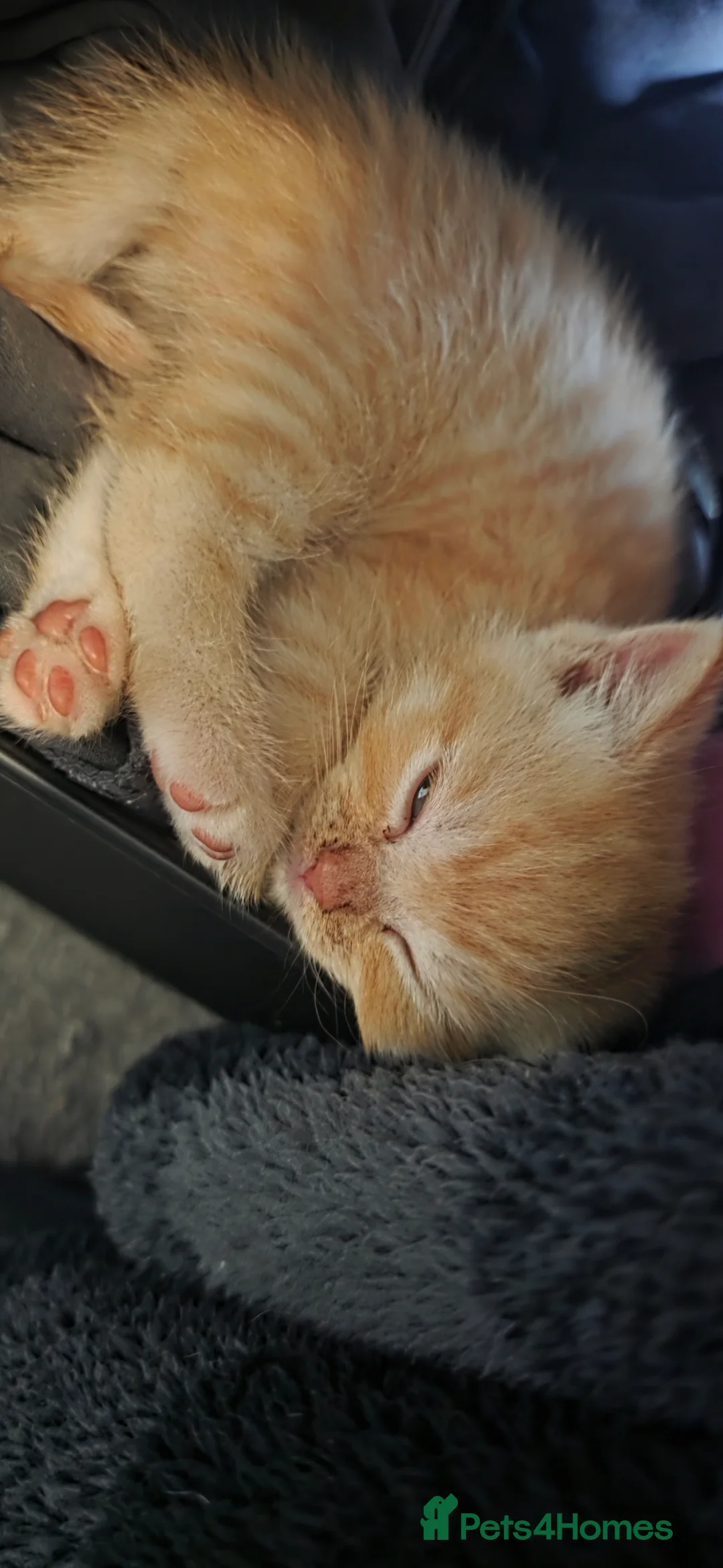 Scottish Fold cats for sale: Scottish Fold/straight  - Advert 21