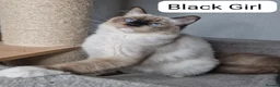Ragdoll cats for sale: 💕 ONLY 2 BEAUTIFUL RAGDOLL GIRLS LEFT  - Advert 3