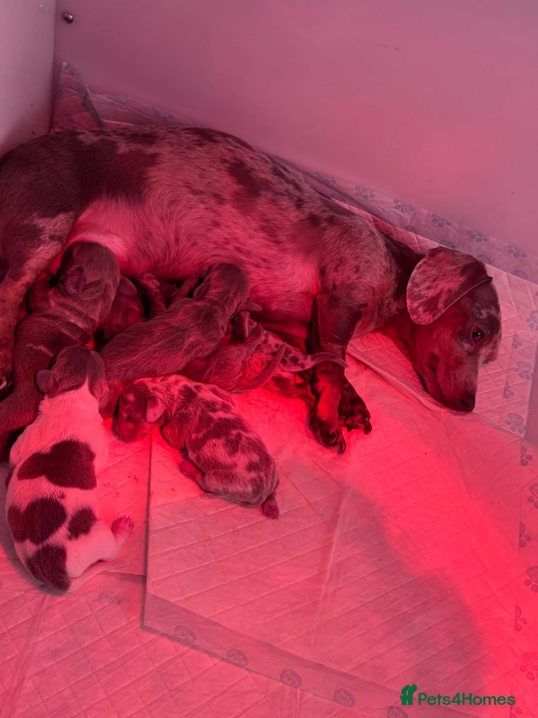 Miniature Dachshund dogs for sale: Miniature dachshund puppies  - Advert 6