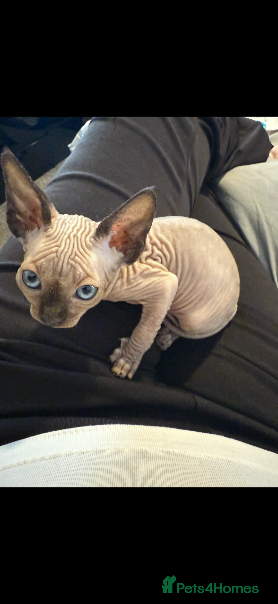 Sphynx cats for sale: sphynx canadian kittens ready to leave now  - Image 14
