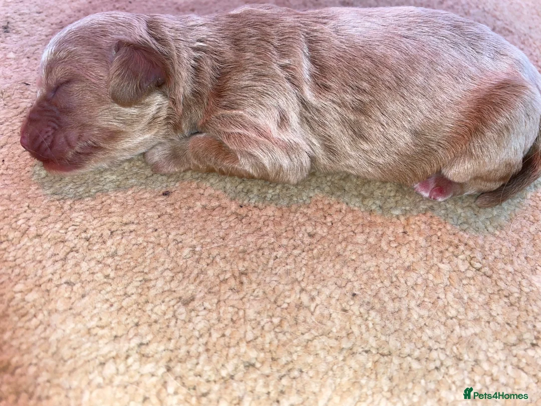 Cavapoo dogs for sale: 🐶💙 1 Boy Remaining F1 Cavapoo 💙🐶 - Advert 7