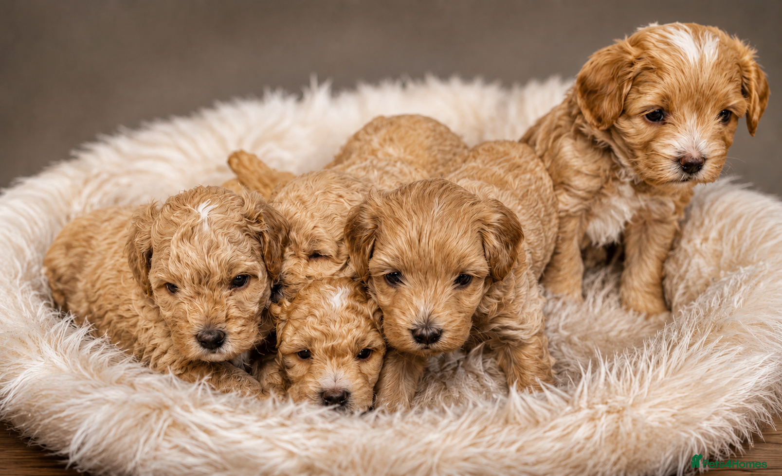 Maltipoo dogs for sale: F1B Maltipoo Puppies - Red & White, Home Raised - Advert 1