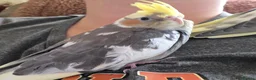 Cockatiels birds for sale: Hand tamed 2 baby cockatiels available  - Advert 15