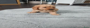 Miniature Poodle 2