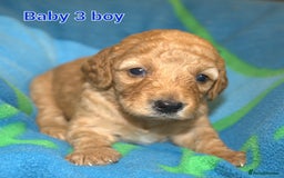 Mixed Breed dogs for sale: 4 boys 2 girls cavapoo x cockapoo puppies - Image 5