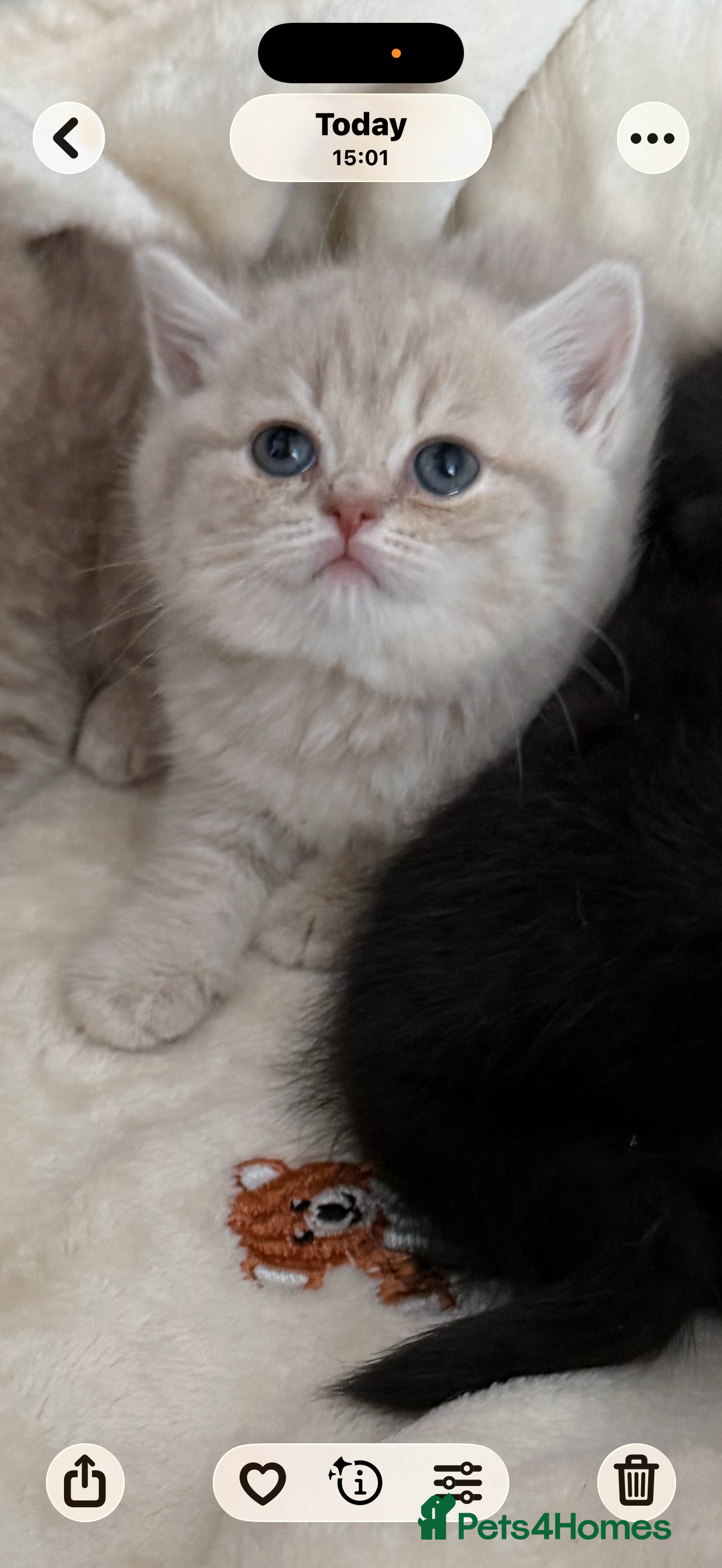 Scottish Fold cats Exceptional litter of Scottish fold/ straight😍😍 - Advert 2