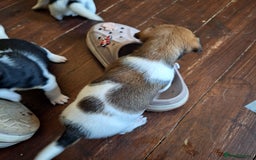 Jack Russell dogs for sale: Jack Russell Puppies - Image 7