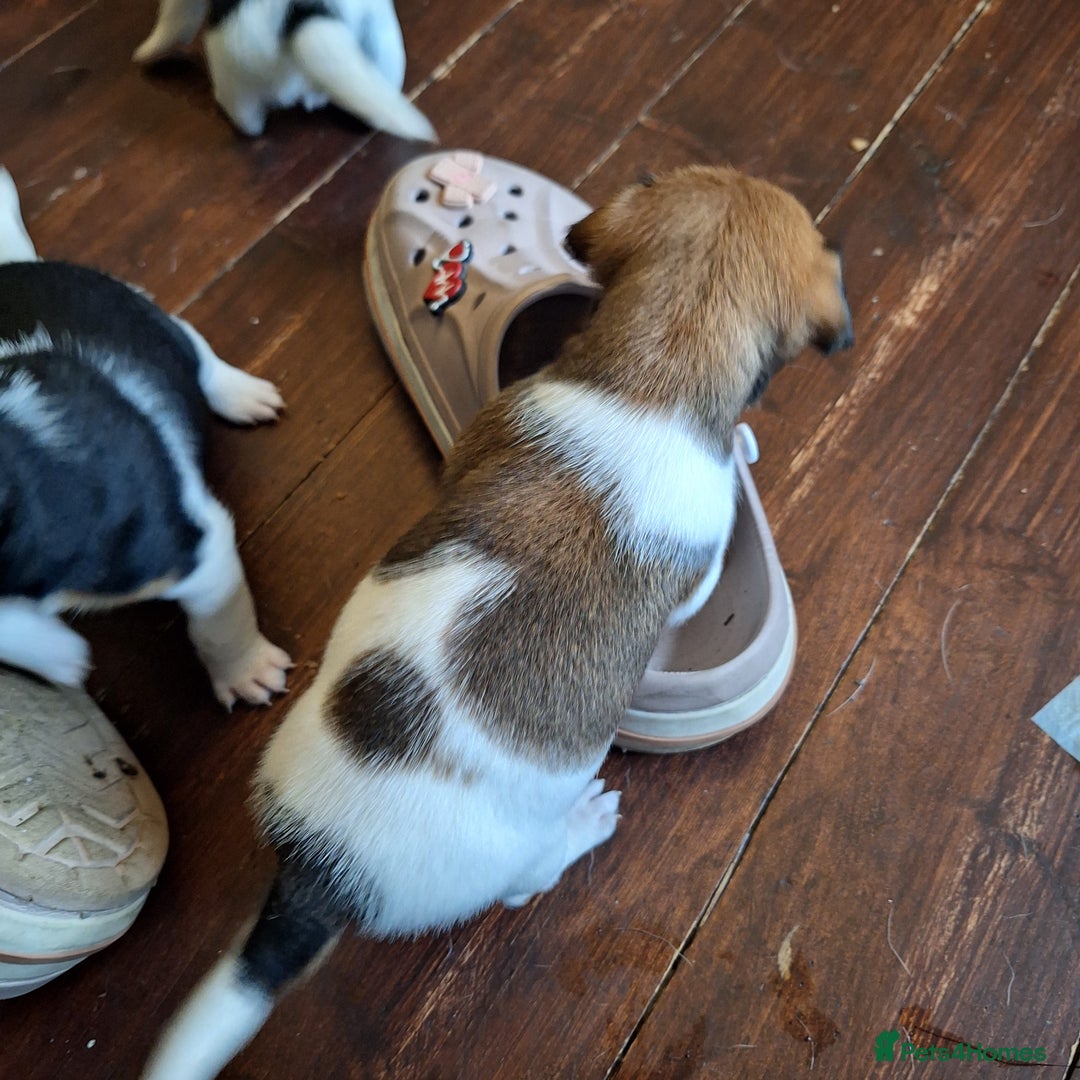 Jack Russell dogs for sale: Jack Russell Puppies - Image 7