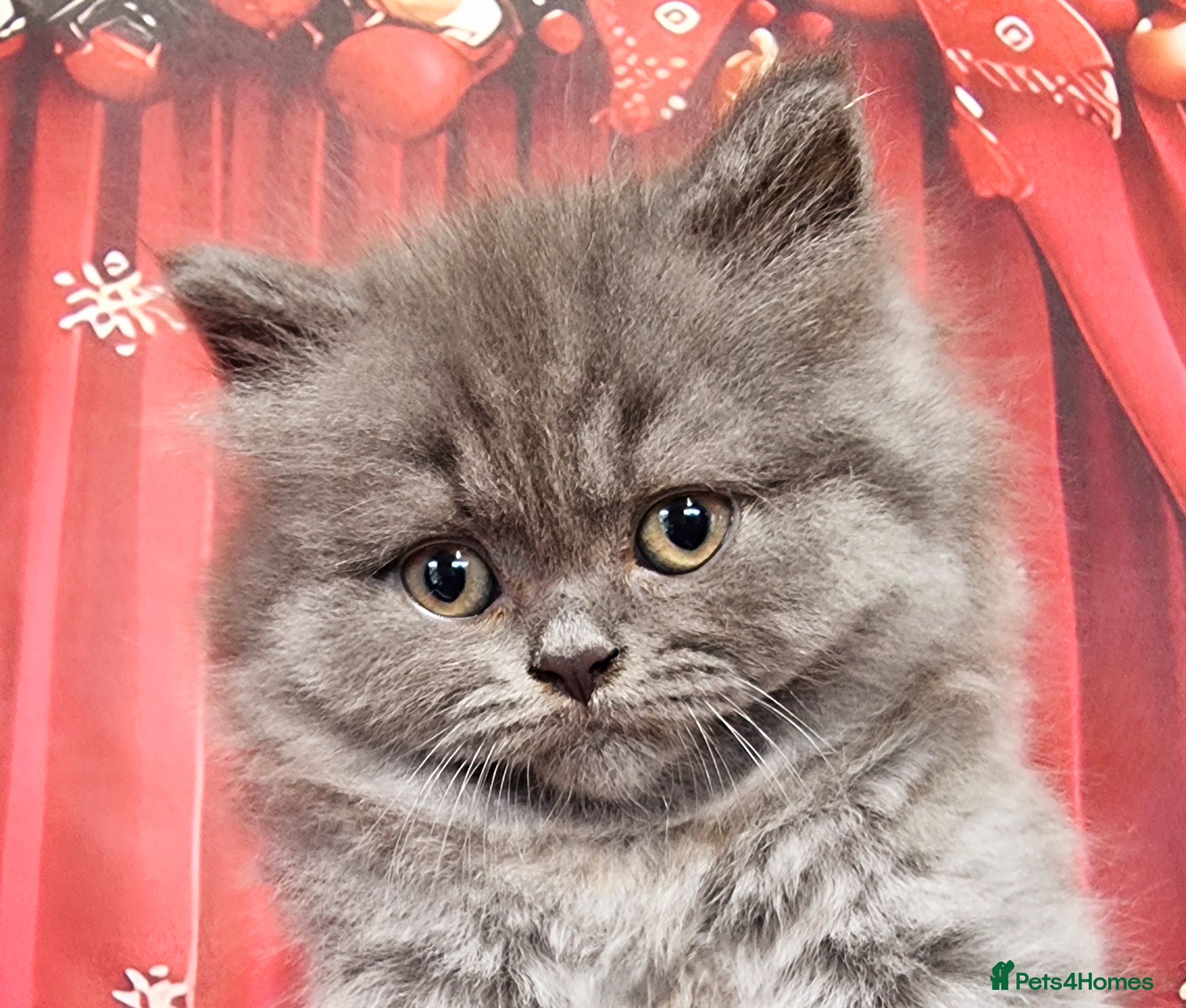 British Shorthair cats Amazing British Longhair one male left!!! - Advert 11