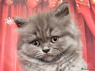 British Shorthair cats Amazing British Longhair one male left!!! - Advert 11