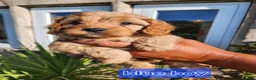 Cavapoo dogs for sale: Cavapoo puppies - Advert 11