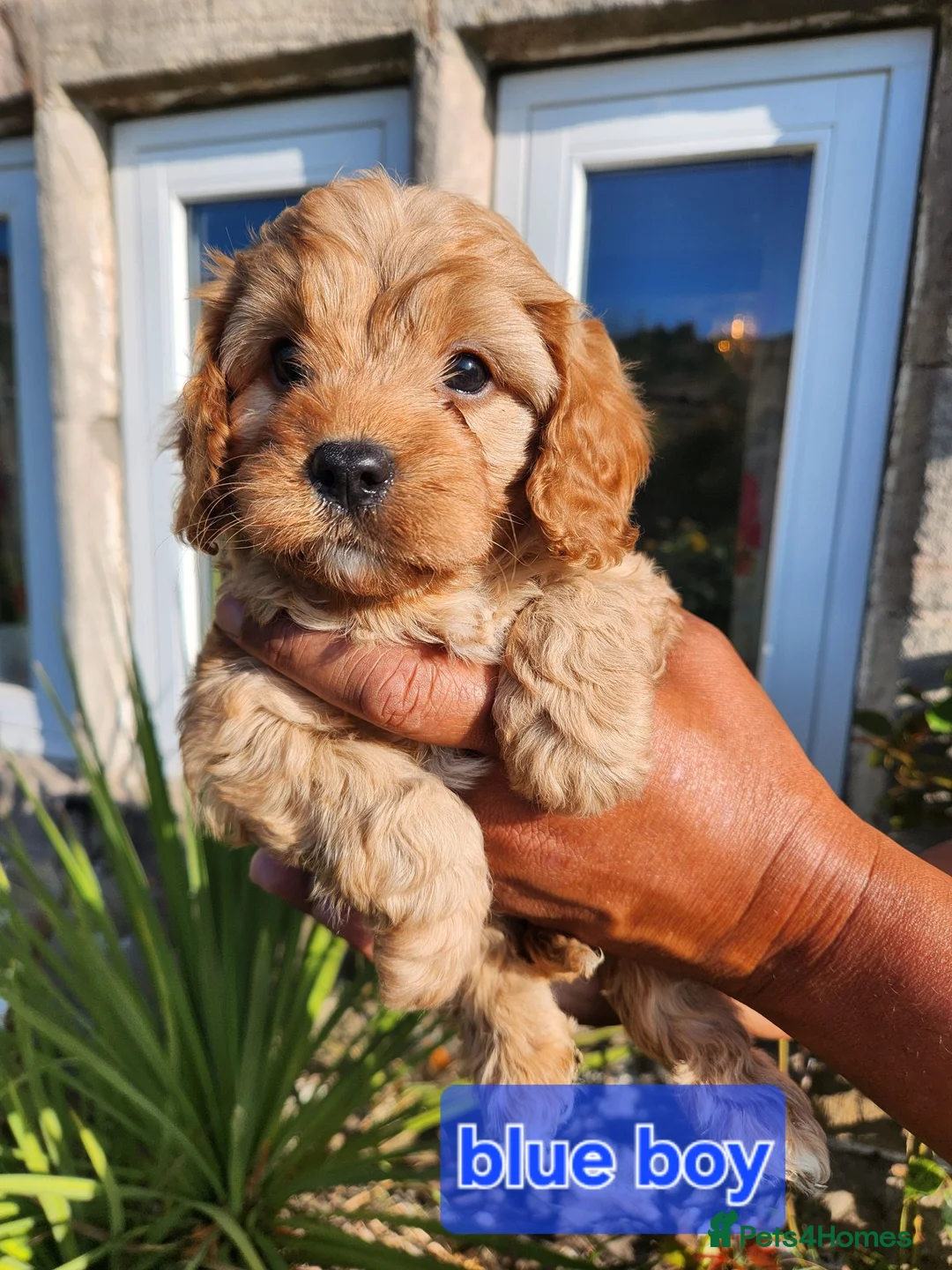 Cavapoo dogs for sale: Cavapoo puppies - Advert 11
