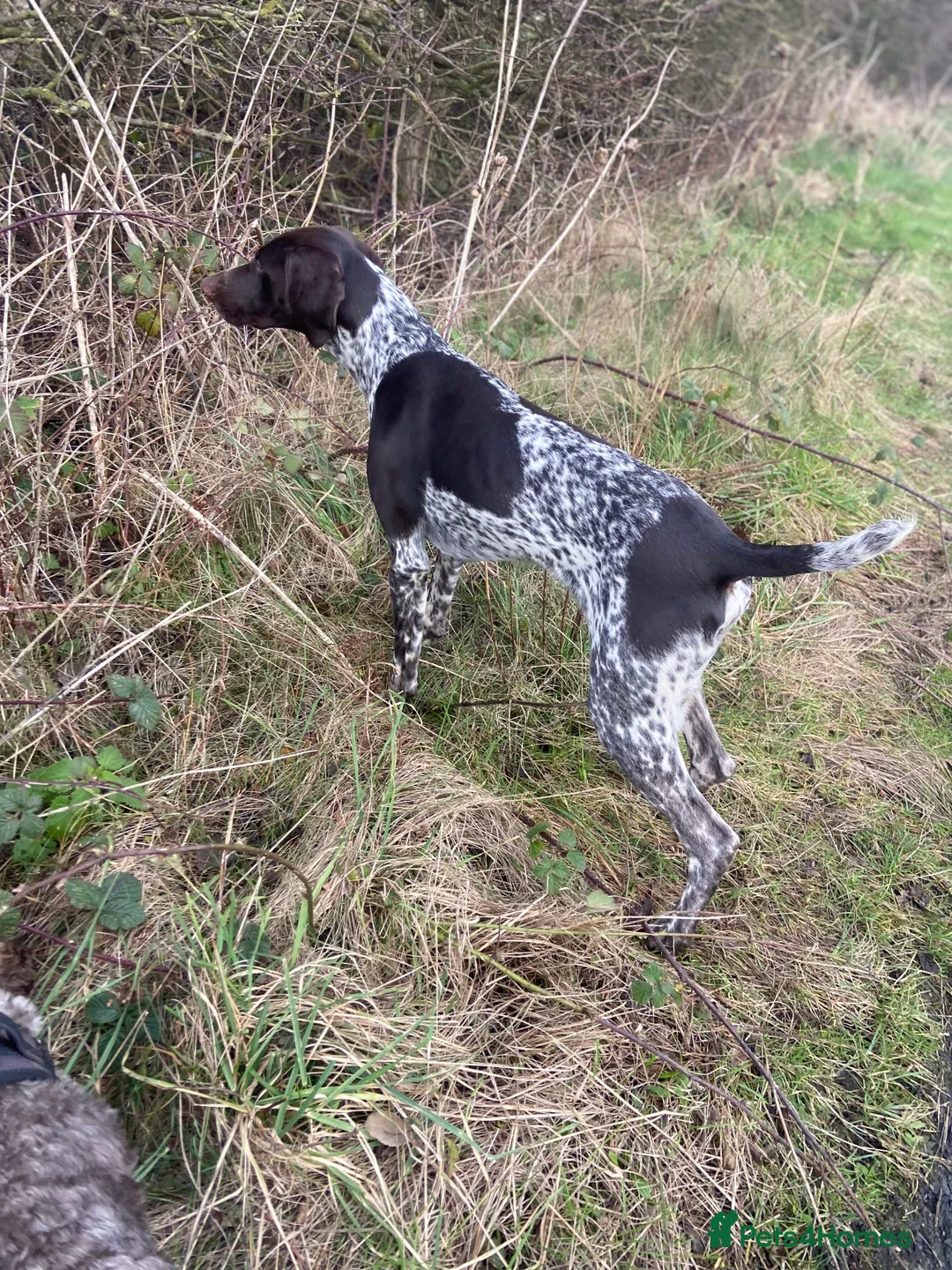 German Shorthaired Pointer dogs for stud: PROVEN KC REG German shorthaired Pointer Stud - Advert 6