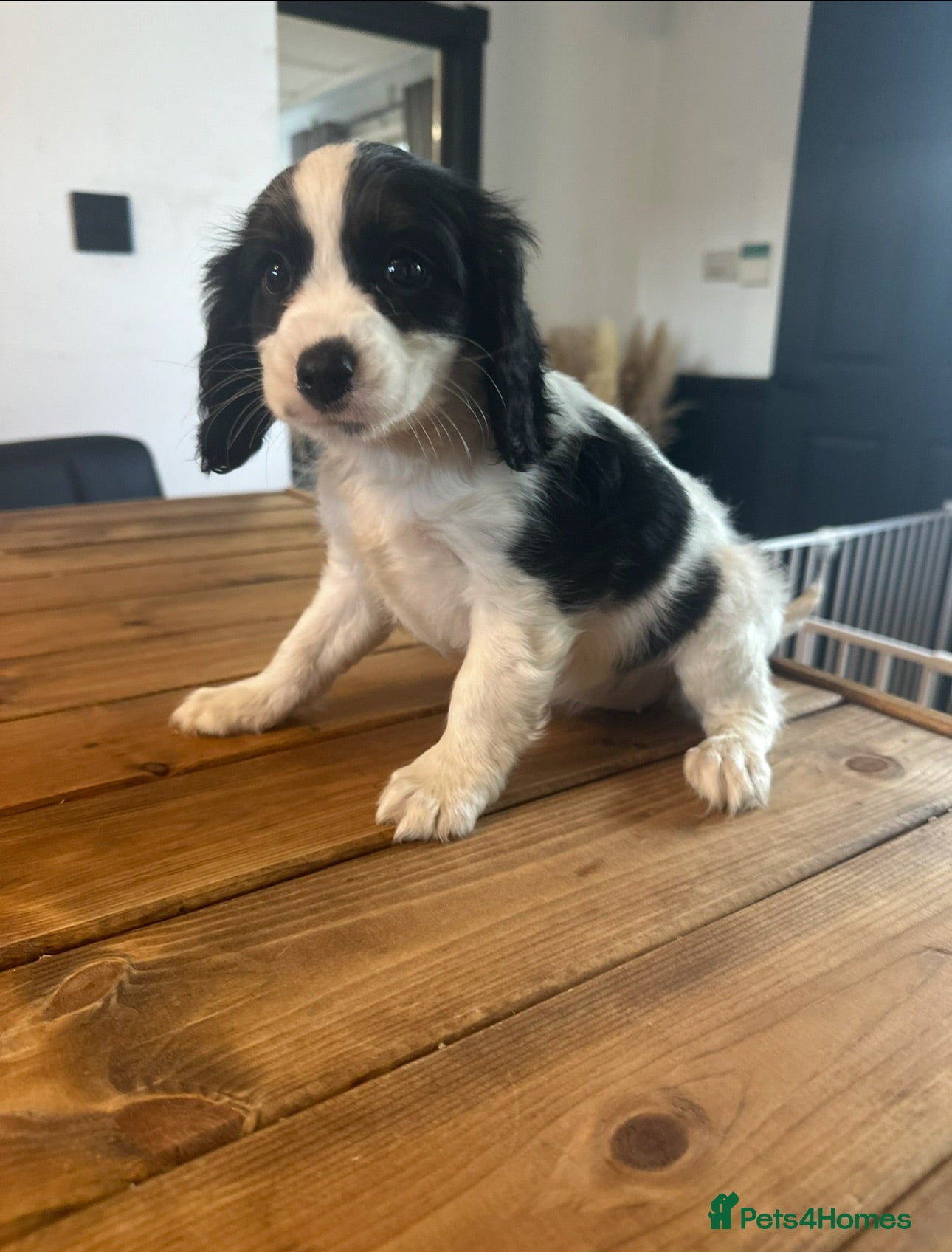 Cavapoo dogs ** RARE COLOURED DNA CLEAR CAVAPOO PUPPIES ** - Advert 2