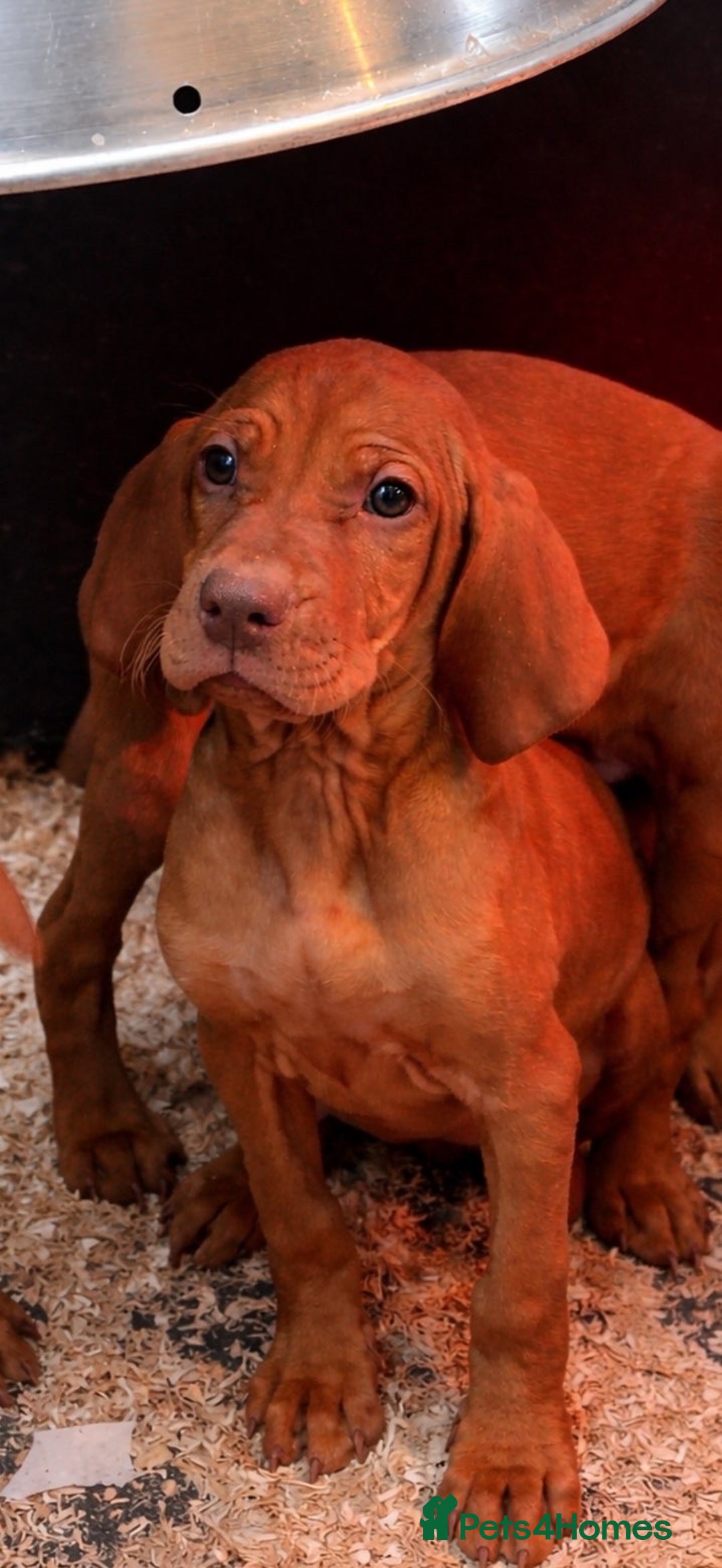 Hungarian Vizsla dogs for sale: Smooth Hungarian Vizslas  - Advert 4