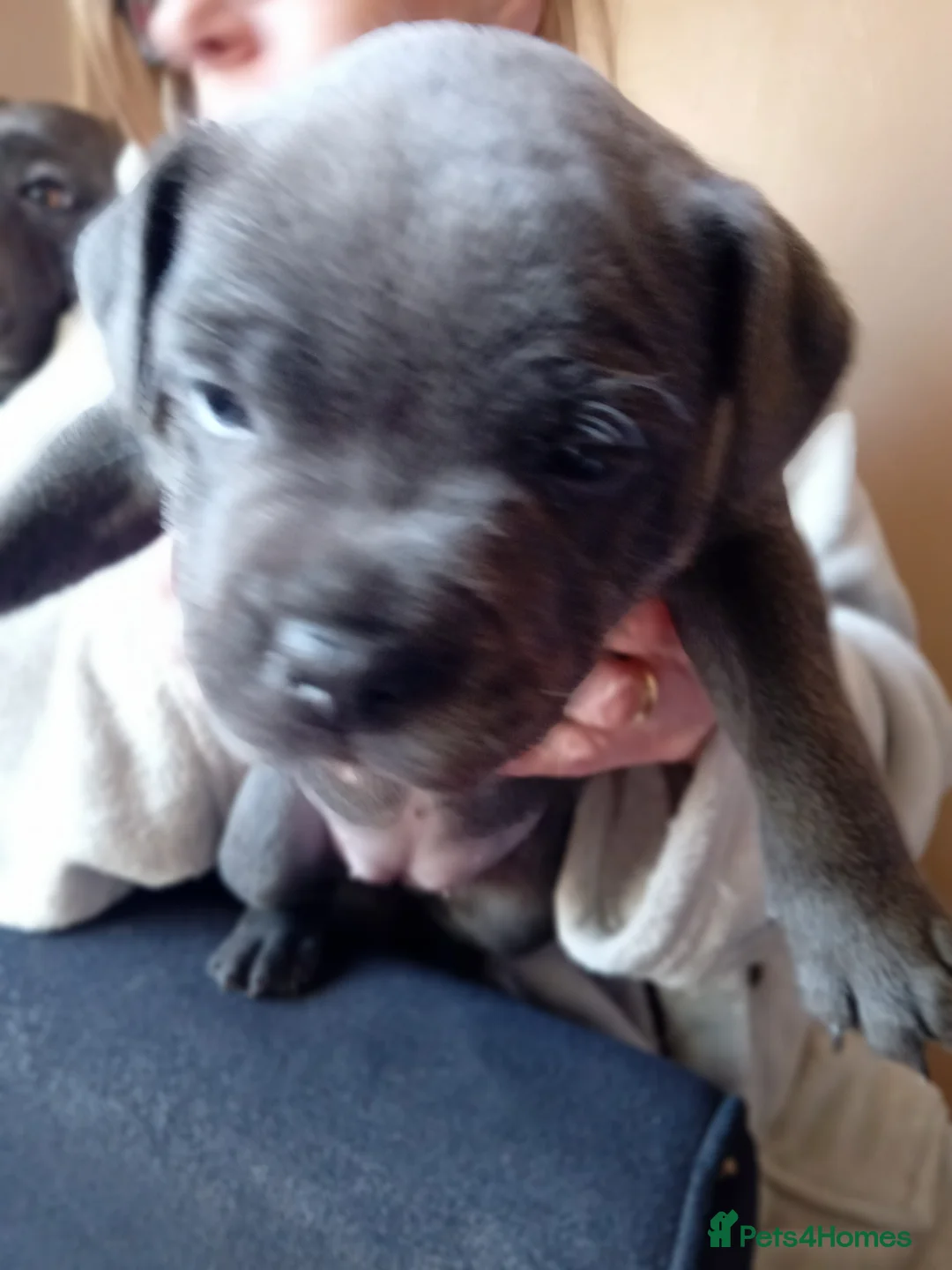 Staffordshire Bull Terrier dogs for sale: KC reg blue Staffordshire bull terrior  - Advert 13