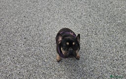 French Bulldog dogs for sale: 8 years old lovely French bulldog - Image 1