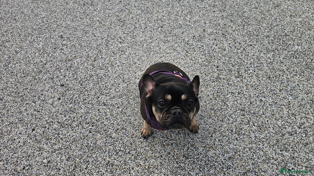 French Bulldog dogs for sale: 8 years old lovely French bulldog - Image 1