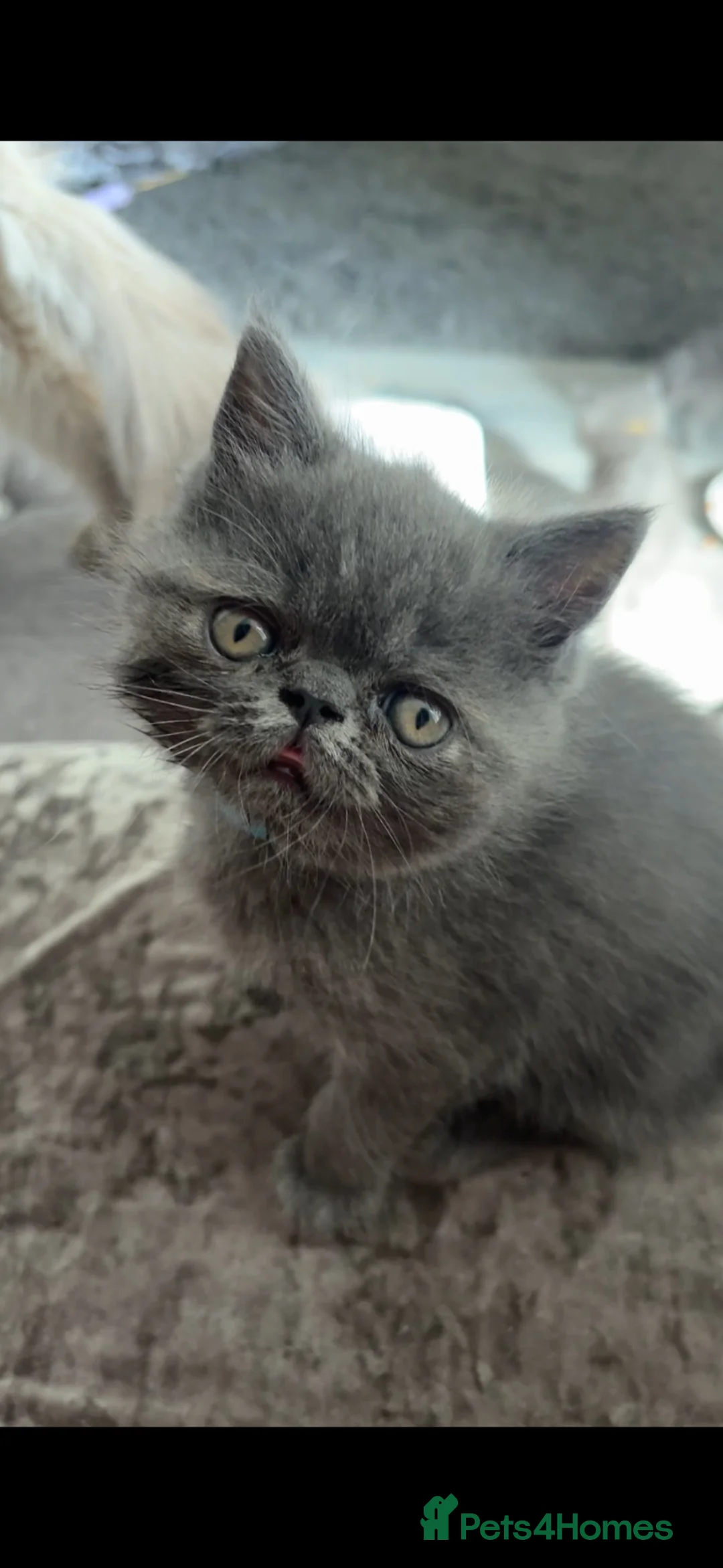 Persian cats for sale: Gorgeous Persians kittens  - Advert 2