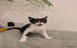 Mixed Breed cats for sale: Adorable kittens ready - Image 5