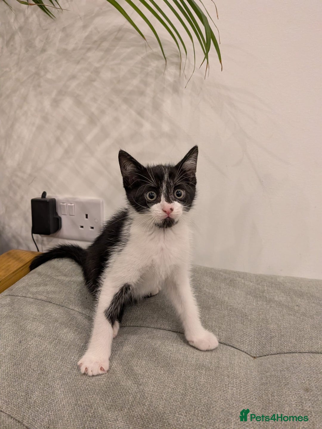 Mixed Breed cats for sale: Adorable kittens ready - Image 5