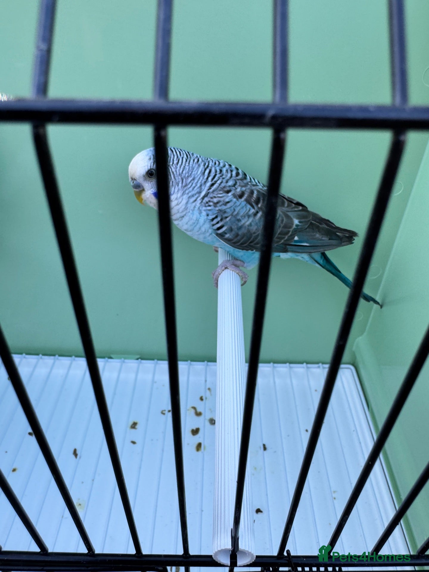 Budgerigars birds for sale: Top quality Blackwing split blackface budgies - Advert 2