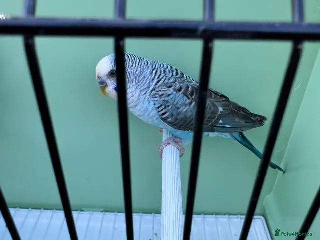 Budgerigars birds for sale: Top quality Blackwing split blackface budgies - Advert 2