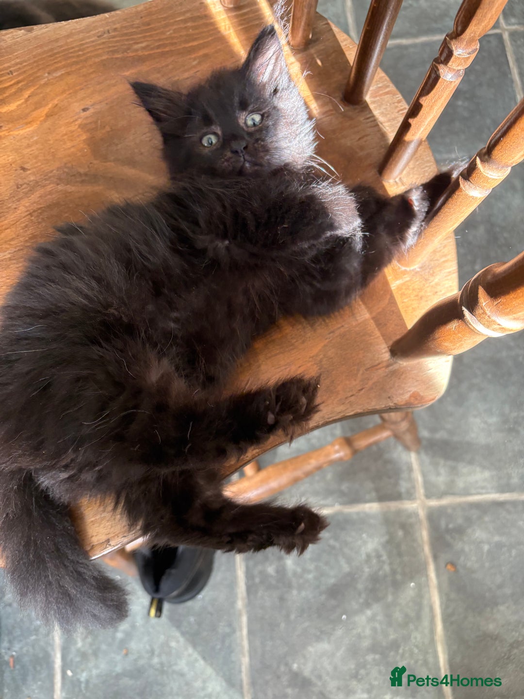 Mixed Breed cats for sale: 3 loveable playful kittens  - Image 6