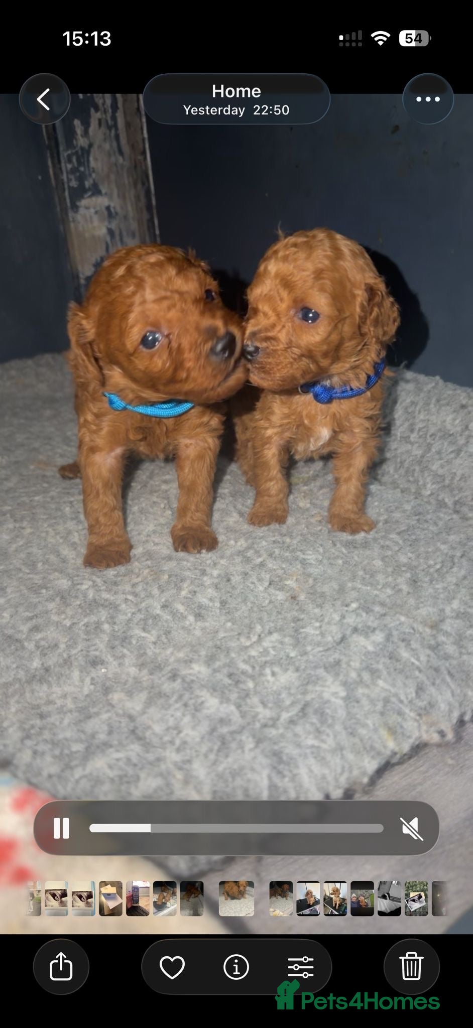 Toy Poodle dogs Tiny red toy poodles, kc dna health clear parents  - Advert 11