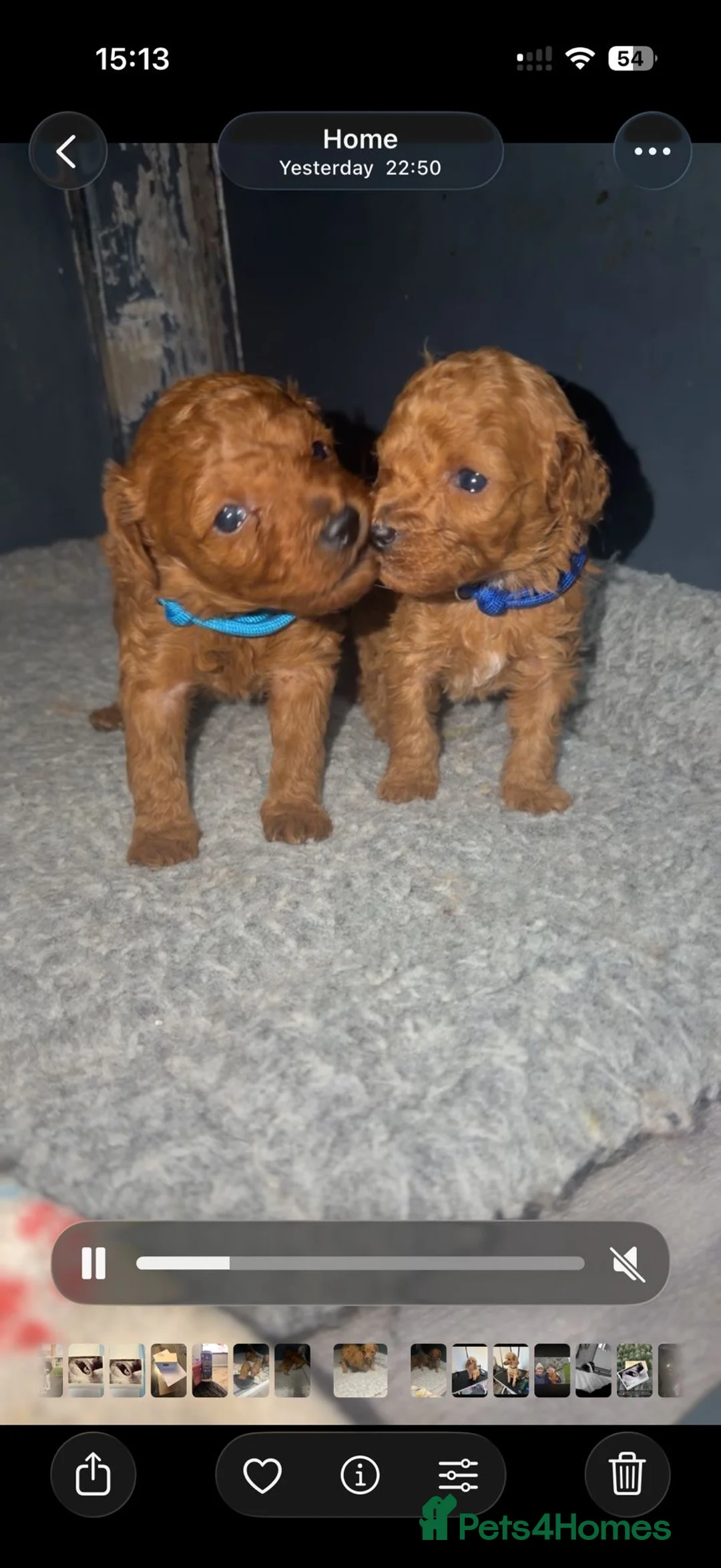 Toy Poodle dogs for sale: Toypoodle💙champion bloodline,kc,dna clear parent  - Advert 9