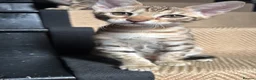 Savannah cats for sale: Savannah and Bengal hybrid kittens  - Advert 3