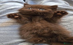 British Shorthair cats for sale: GCCF Chocolate British Shorthair kittens  - Image 1