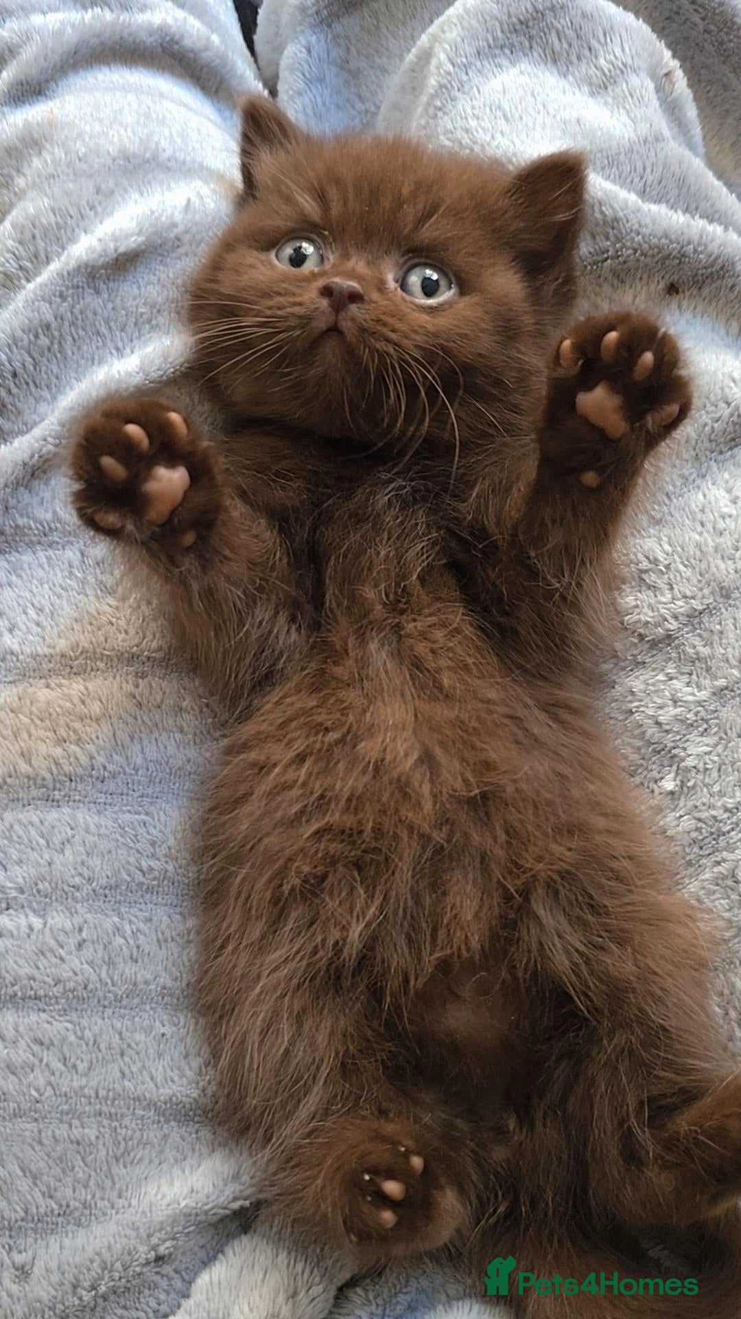 British Shorthair cats for sale: GCCF Chocolate British Shorthair kittens  - Image 1
