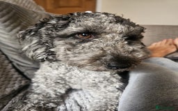 Maltipoo dogs for sale: ✨ Gorgeous 8 week old Maltipoo Puppies ✨ - Image 4