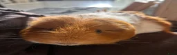 Guinea Pig rodents for sale: Female guinea pigs  - Advert 3