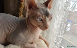 Sphynx cats for sale: Sphynx Kittens - Image 6