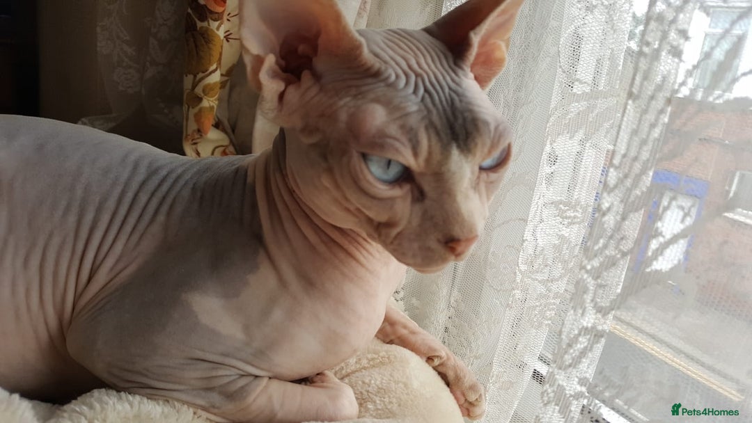 Sphynx cats for sale: Sphynx Kittens - Image 6
