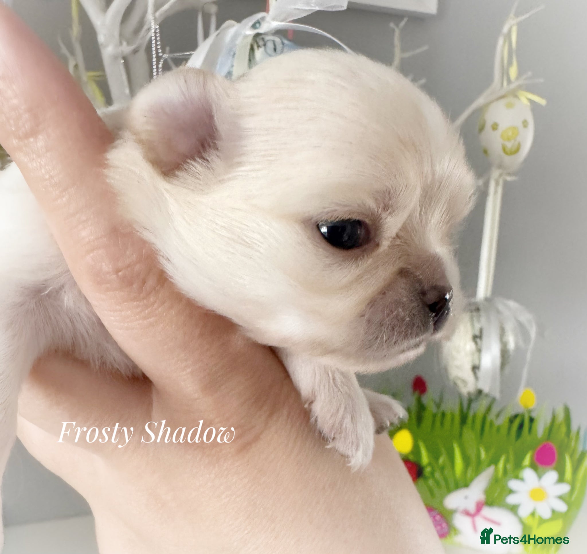 Chihuahua dogs KC long coat cream show line chihuahua puppies  - Advert 2