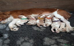 Cavalier King Charles Spaniel dogs for sale: KC Health Tested Cavalier King Charles Spaniels - Image 23