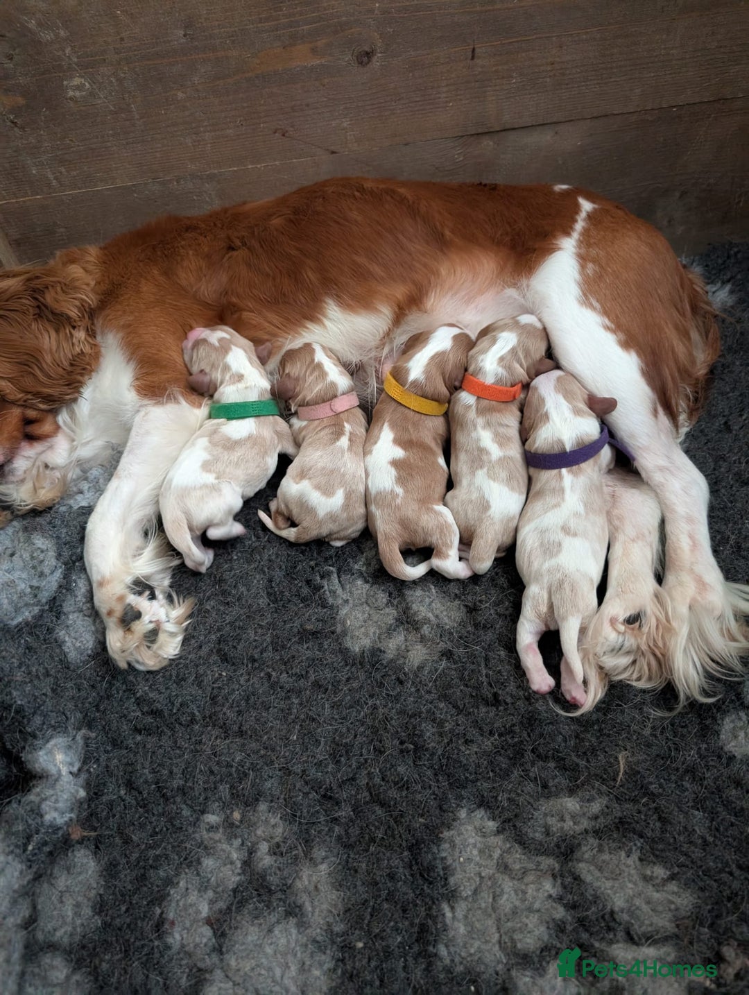 Cavalier King Charles Spaniel dogs for sale: KC Health Tested Cavalier King Charles Spaniels - Image 23