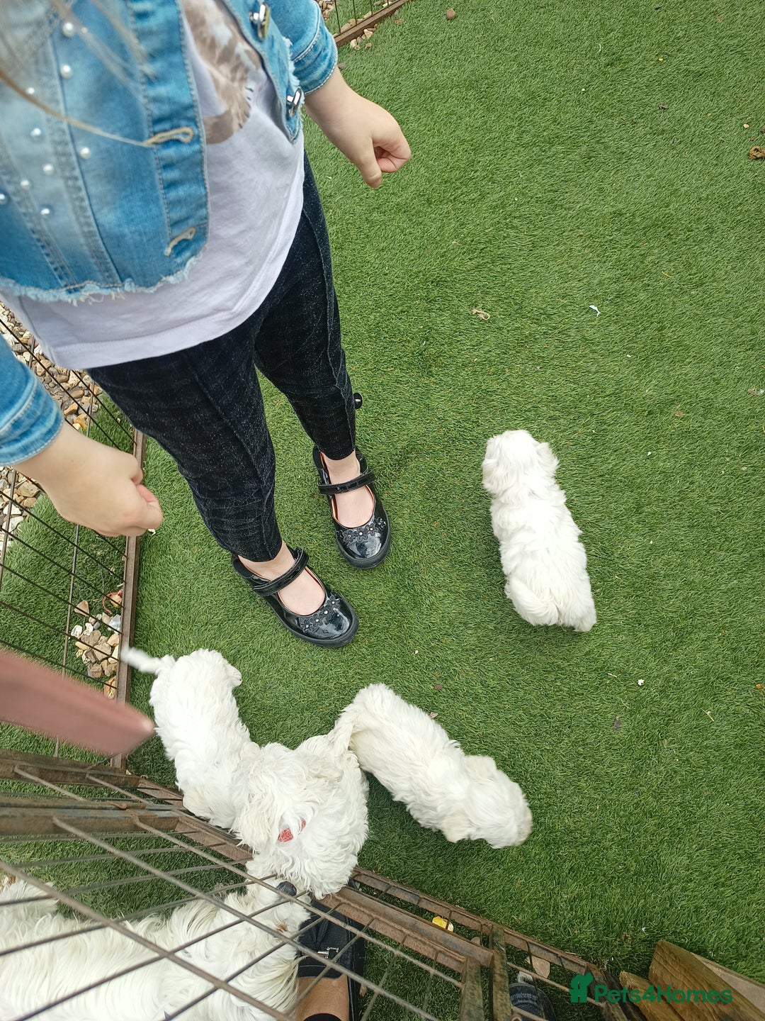 Mixed Breed dogs for sale: Bichion x Maltese pups - Image 3