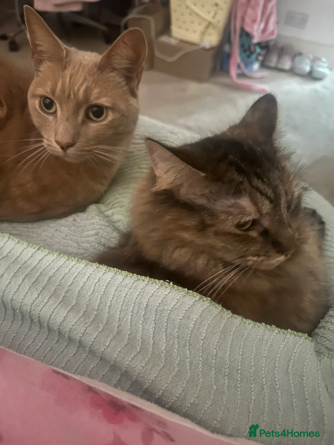 Mixed Breed cats for sale: Miss Angel needs her new furever home  - Advert 4