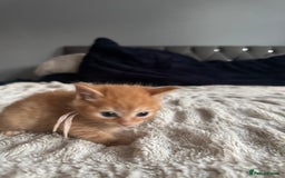 Domestic Shorthair cats for sale: 6 beautiful kittens - Image 26