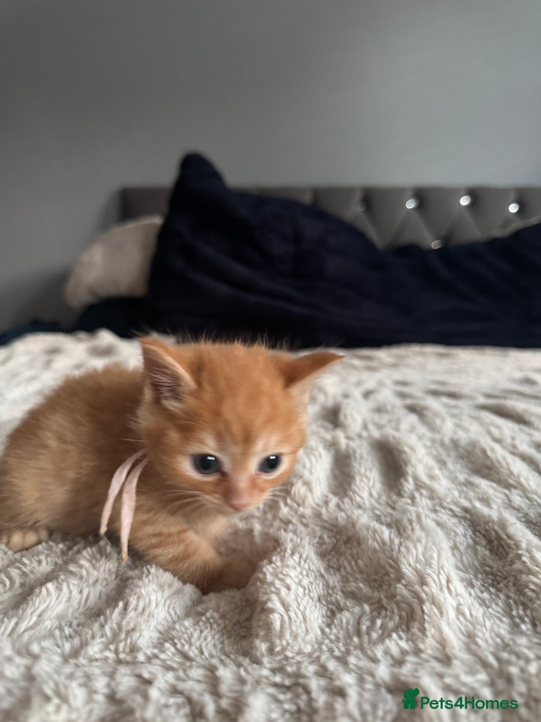 Domestic Shorthair cats for sale: 6 beautiful kittens - Image 26
