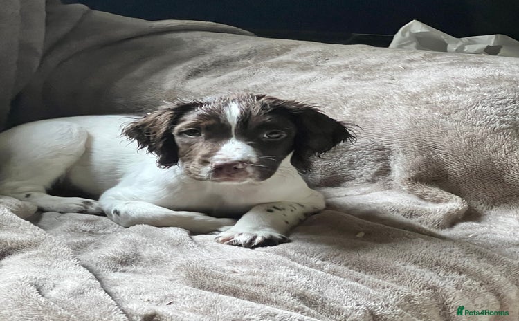 Sprocker dogs - Advert 3